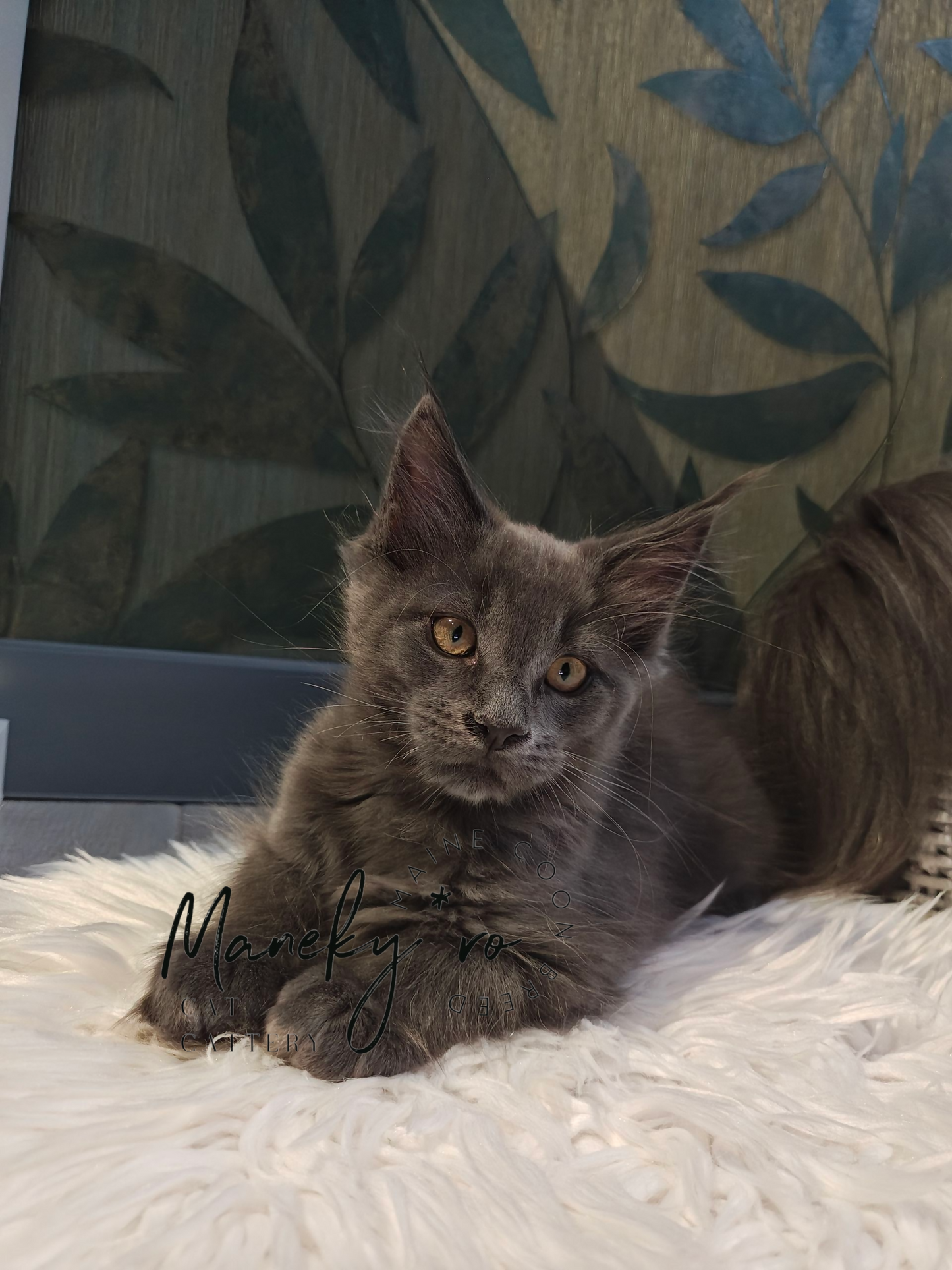 Mascul Maine Coon ✅