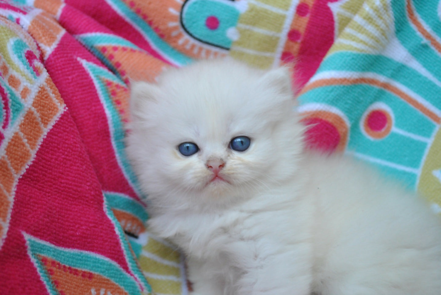 Puiuti British Longhair cu ochi albastri