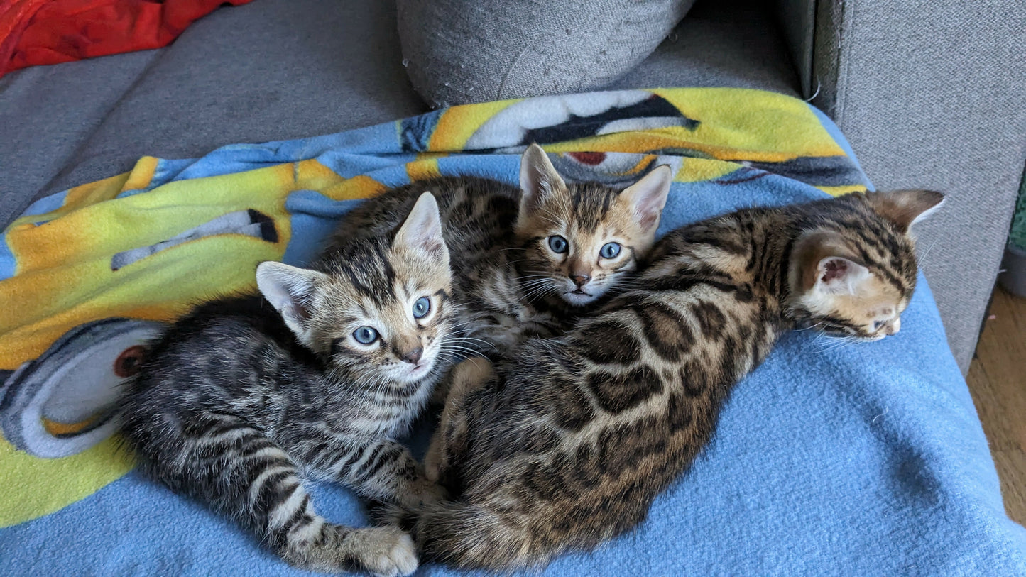 Pui bengal