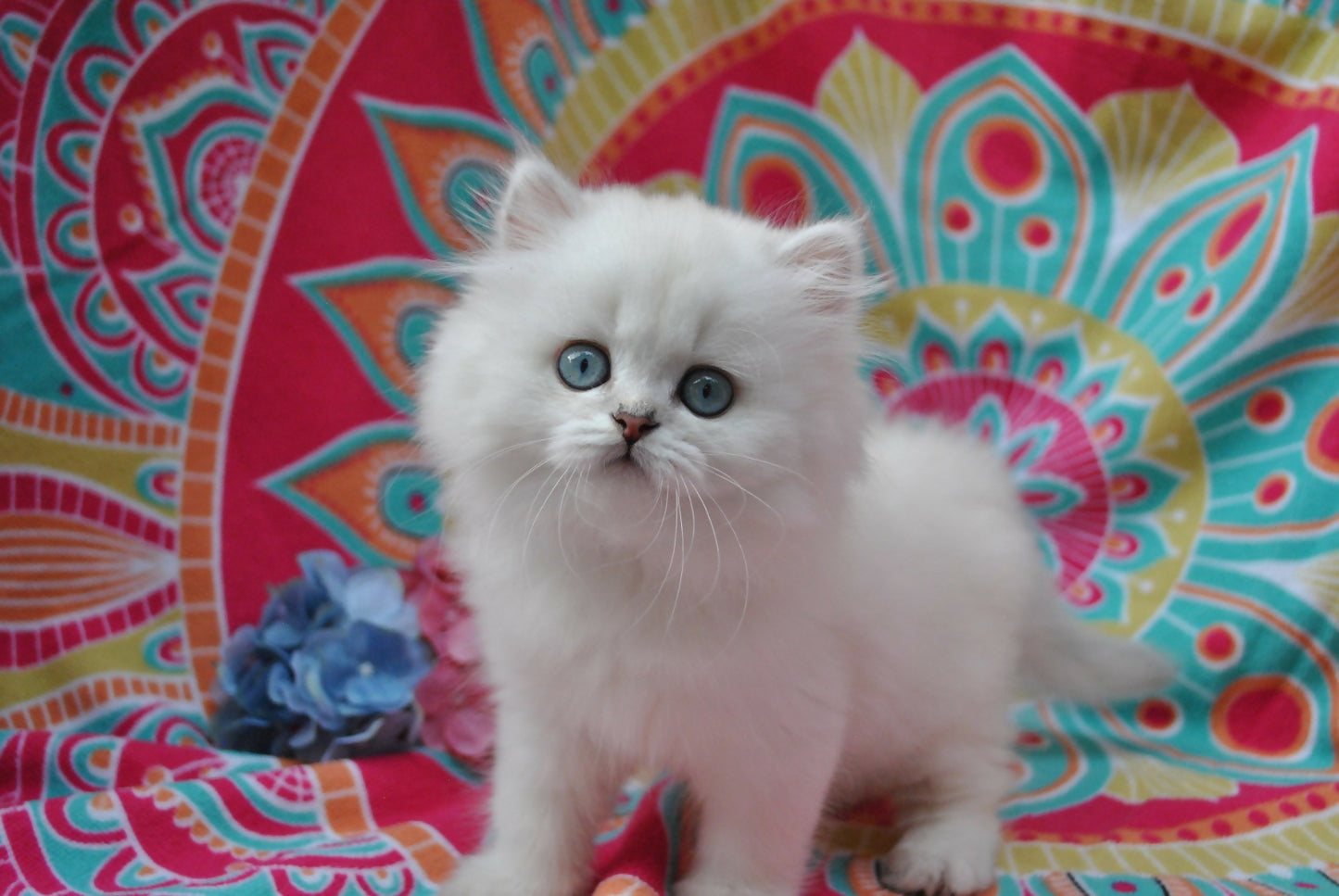 Puiuti British Longhair cu ochi albastri