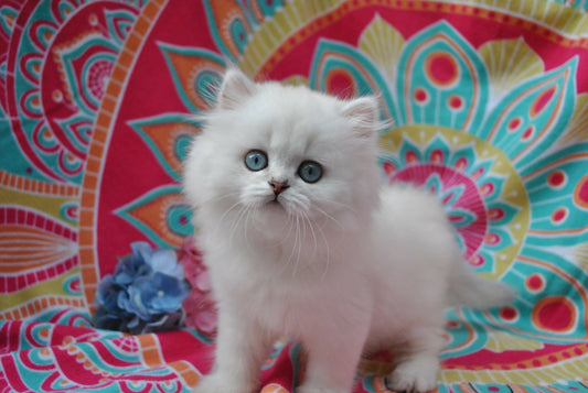 Puiuti British Longhair cu ochi albastri