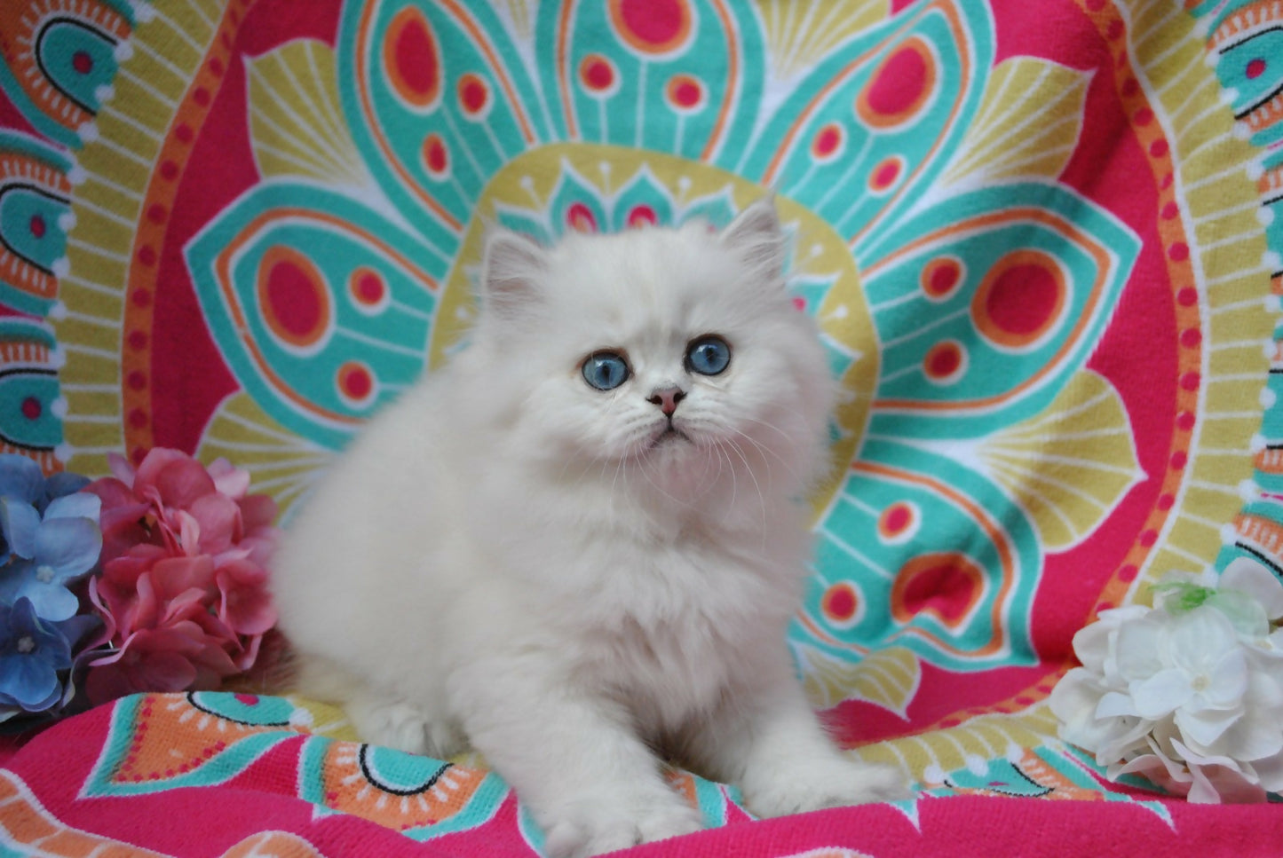 Puiuti British Longhair cu ochi albastri