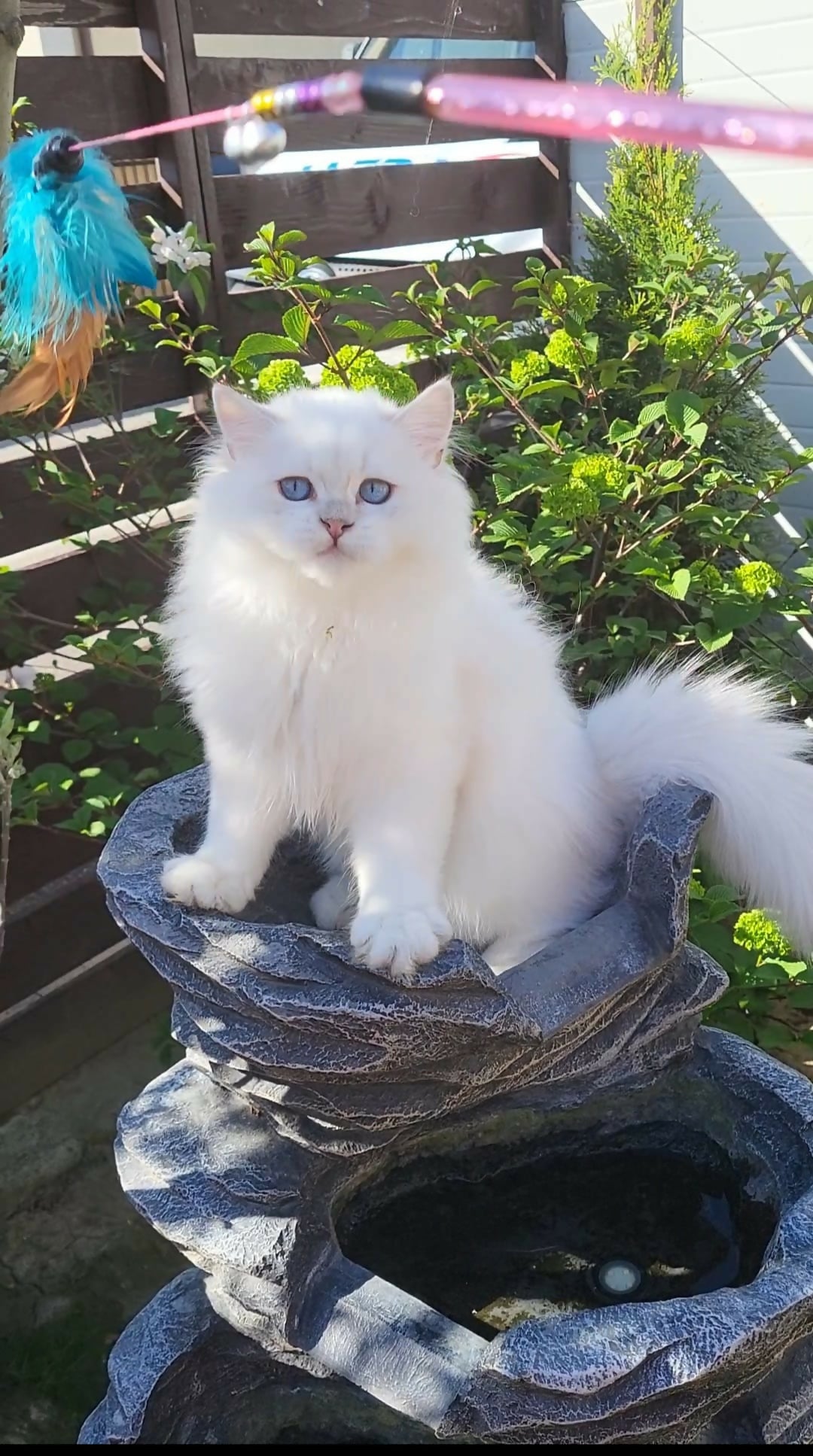 British longhair baieti