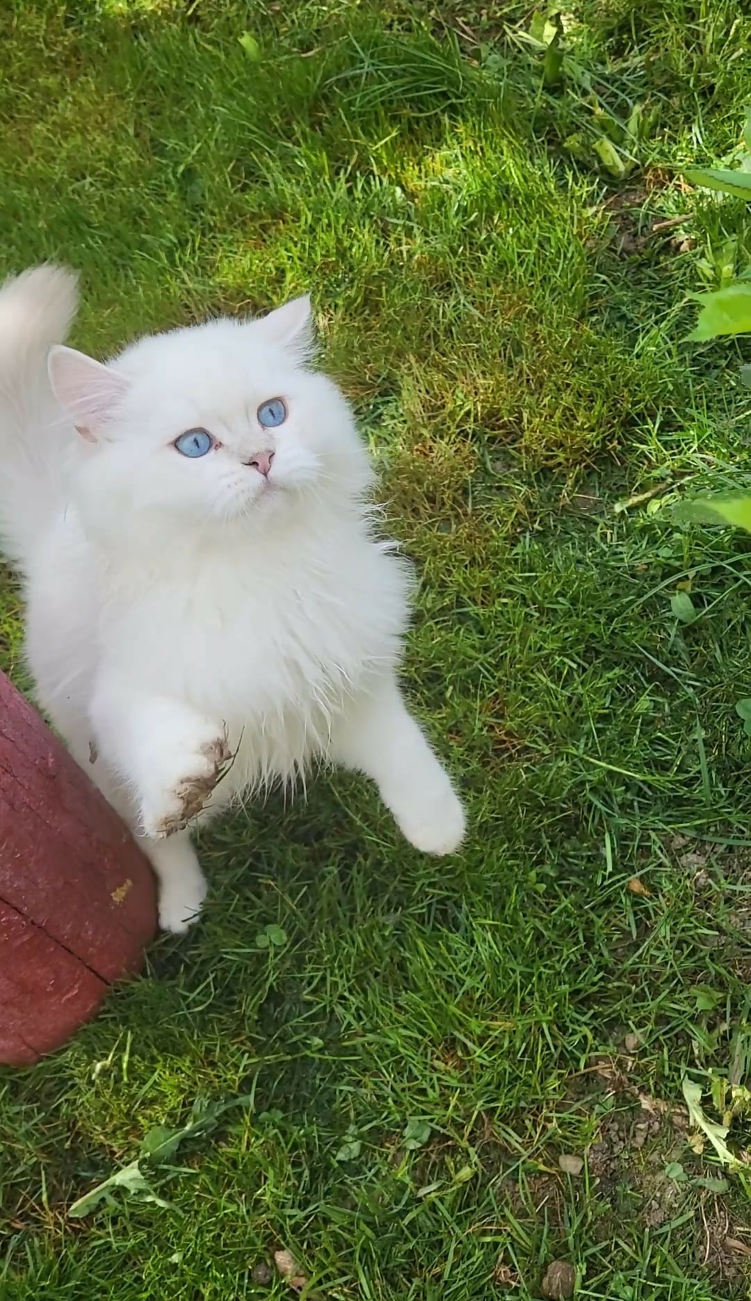 British longhair baieti