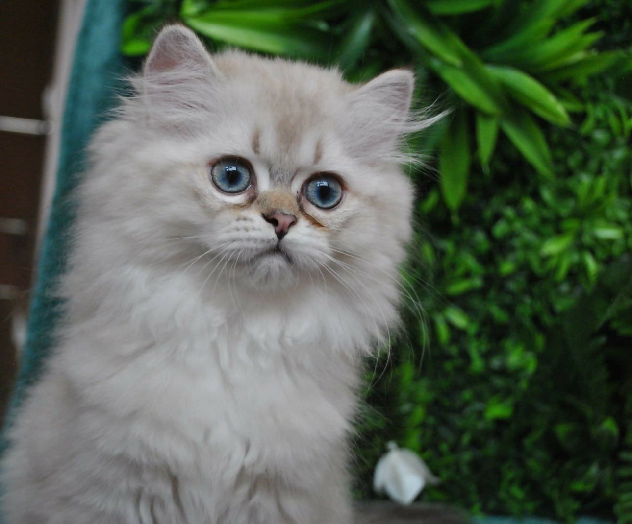 Puiuti British Longhair cu ochi albastri