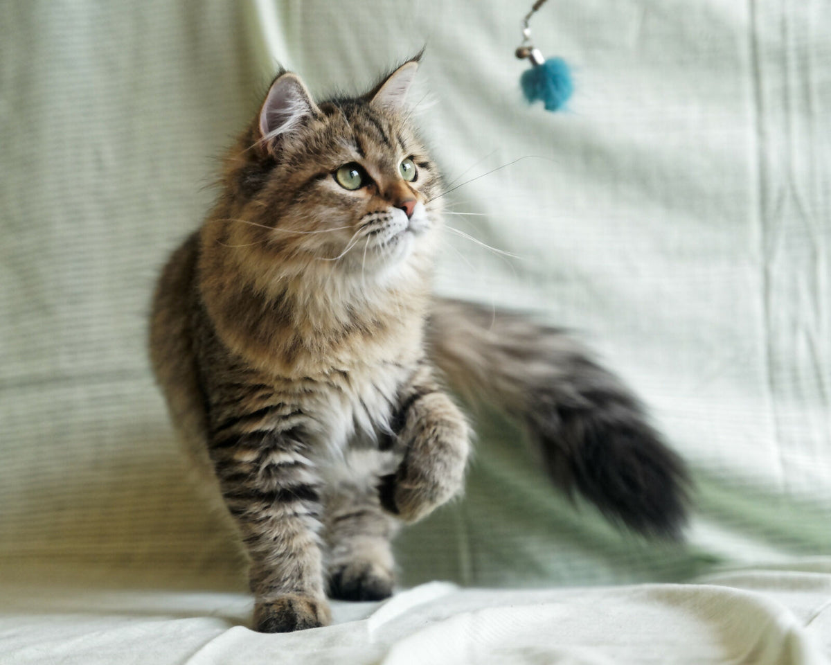 Siberian female for breeding
