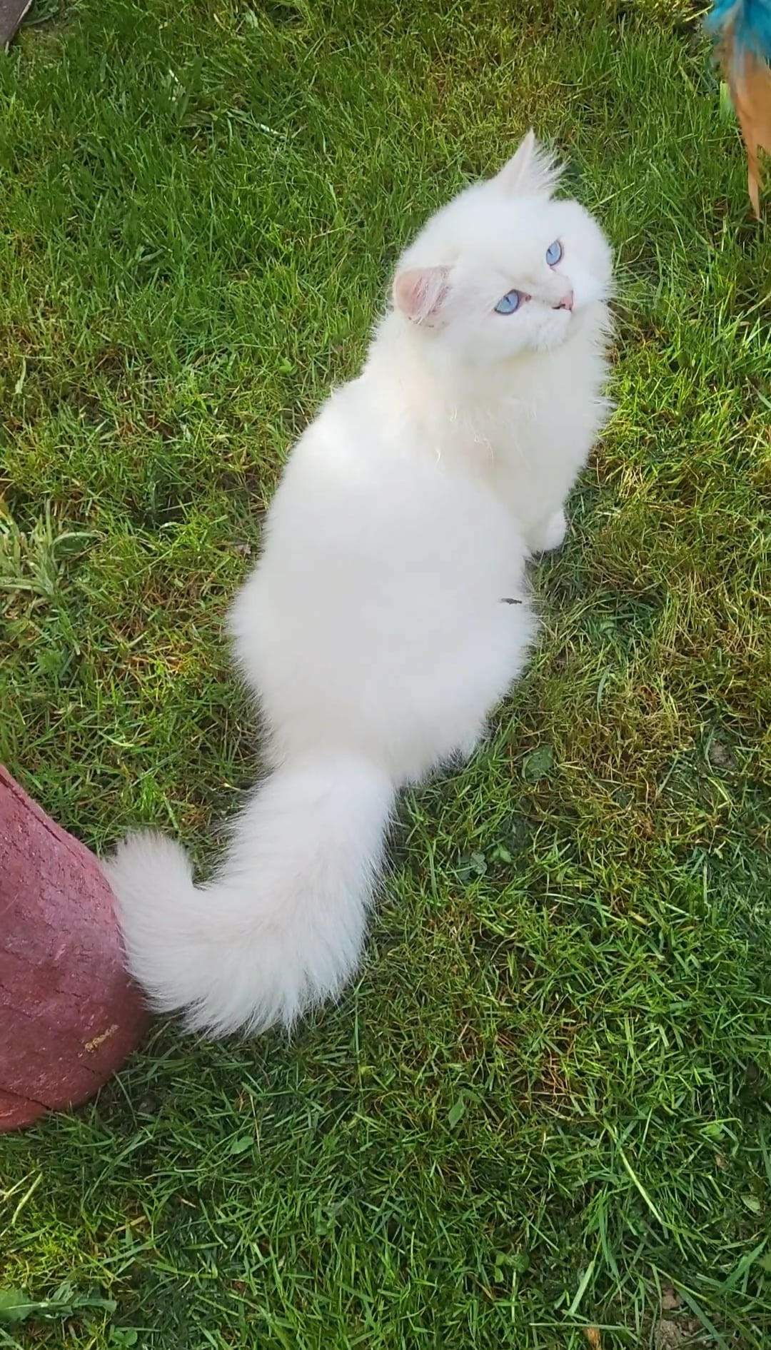 British longhair baieti